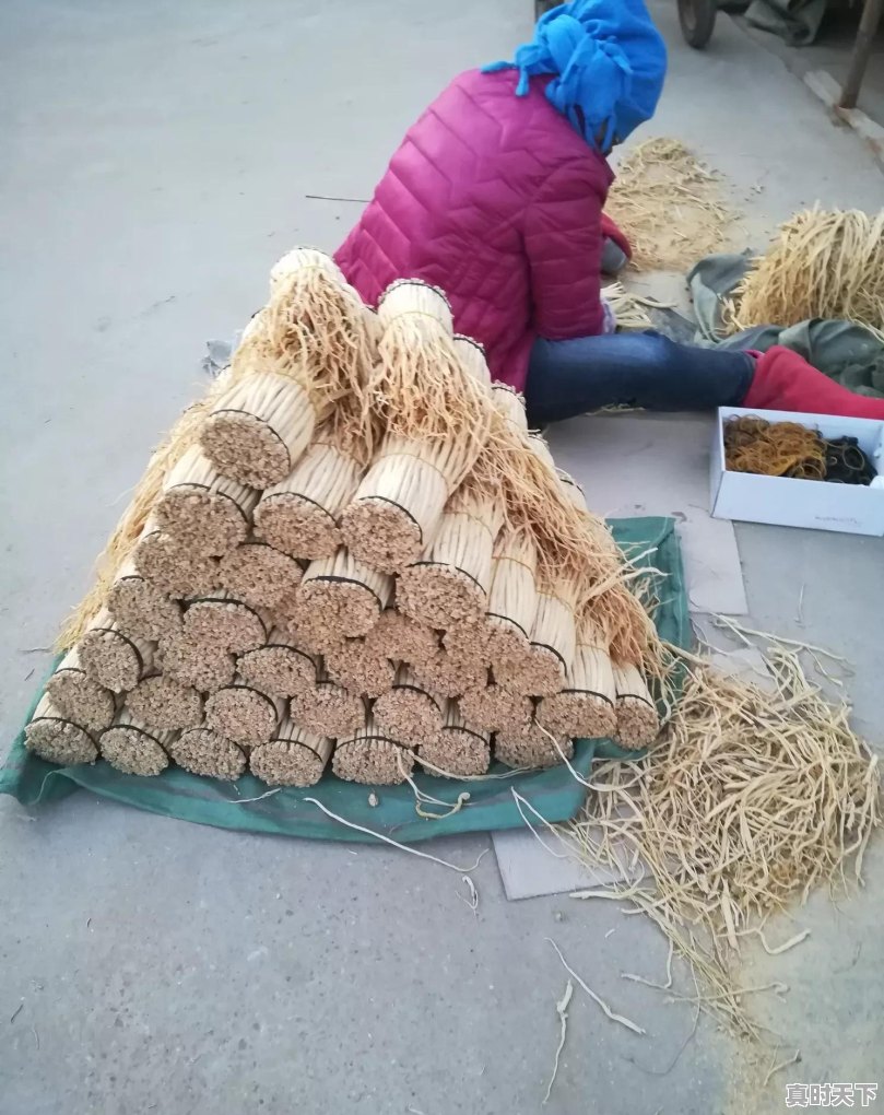 2020年种植中药材党参、黄芪、当归、柴胡秋后价格怎么样 - 真时天下