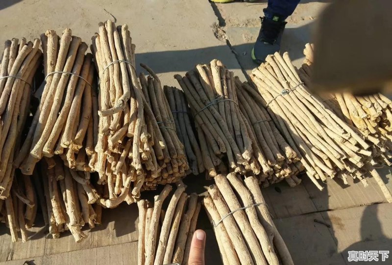 2020年种植中药材党参、黄芪、当归、柴胡秋后价格怎么样 - 真时天下