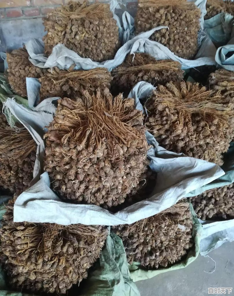 2020年种植中药材党参、黄芪、当归、柴胡秋后价格怎么样 - 真时天下