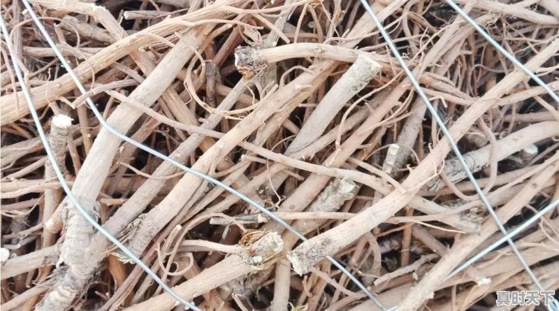 2020年种植中药材党参、黄芪、当归、柴胡秋后价格怎么样 - 真时天下