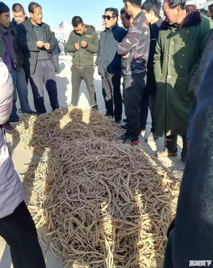 2020年种植中药材党参、黄芪、当归、柴胡秋后价格怎么样 - 真时天下