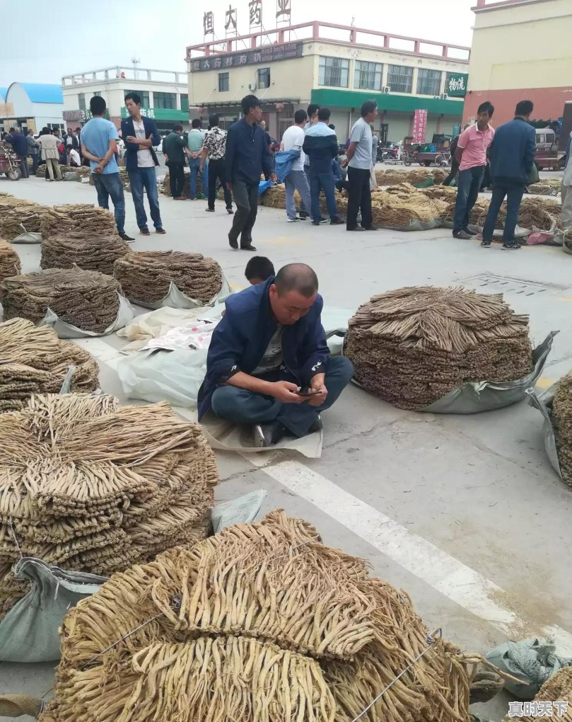 2020年种植中药材党参、黄芪、当归、柴胡秋后价格怎么样 - 真时天下