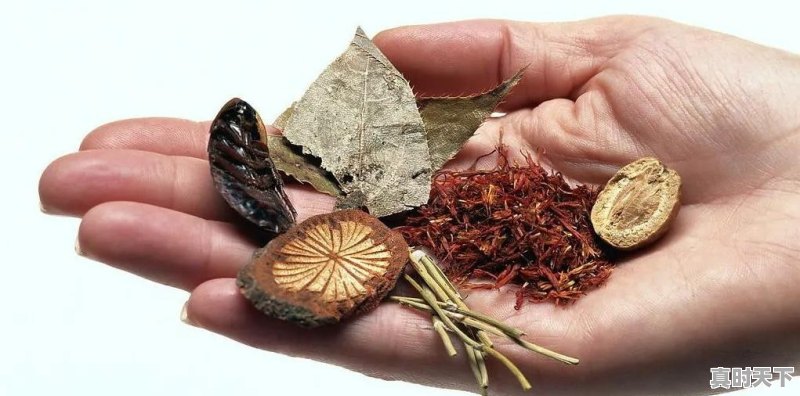 2020年种植中药材党参、黄芪、当归、柴胡秋后价格怎么样 - 真时天下