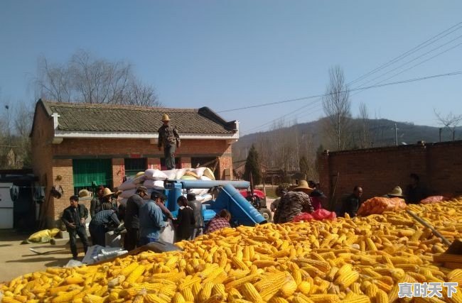 玉米价格还能调整多久?几月份会开始上涨 - 真时天下