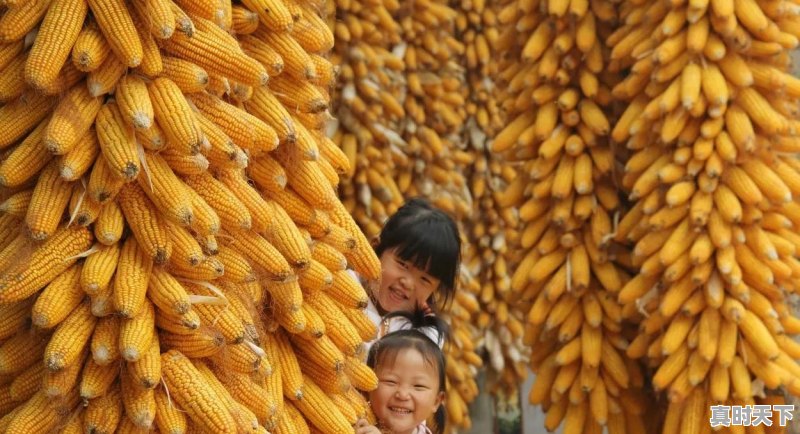 玉米价格还能调整多久?几月份会开始上涨 - 真时天下