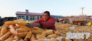 玉米价格还能调整多久?几月份会开始上涨 - 真时天下