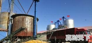 玉米价格还能调整多久?几月份会开始上涨 - 真时天下