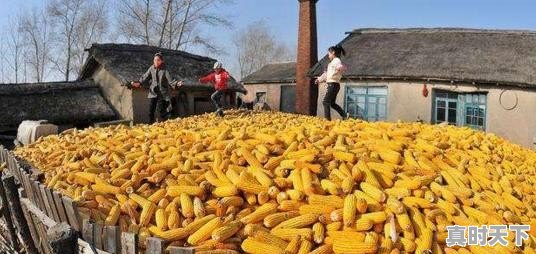 玉米价格还能调整多久?几月份会开始上涨 - 真时天下