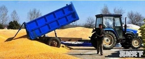 玉米价格还能调整多久?几月份会开始上涨 - 真时天下