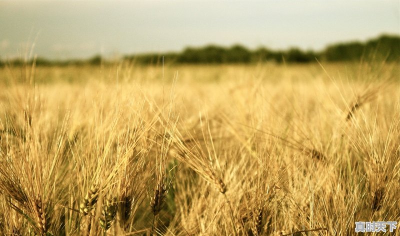 我女儿被四川农业大学录取了，前景怎么样 - 真时天下