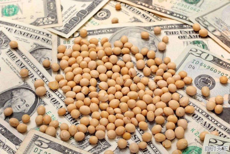 特朗普在美国国内的支持率持续上升意味着什么 - 真时天下