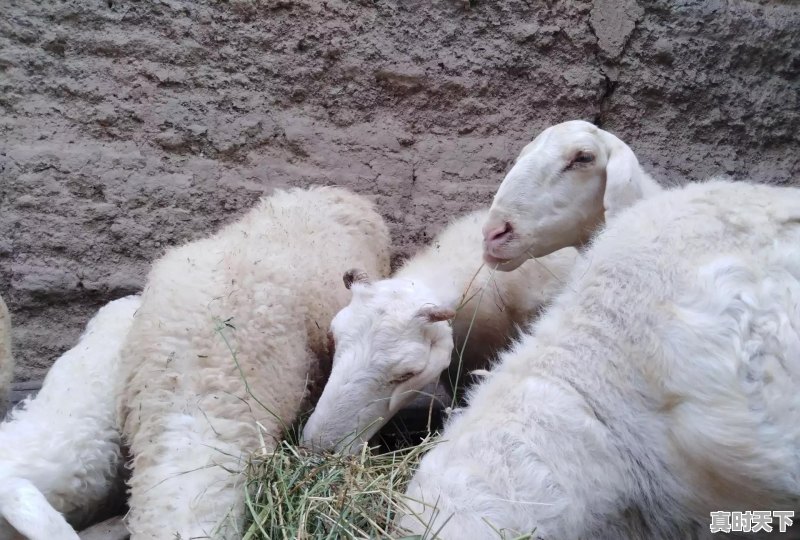 现在寒羊公羊的价格是多少?市场前景怎么样 - 真时天下