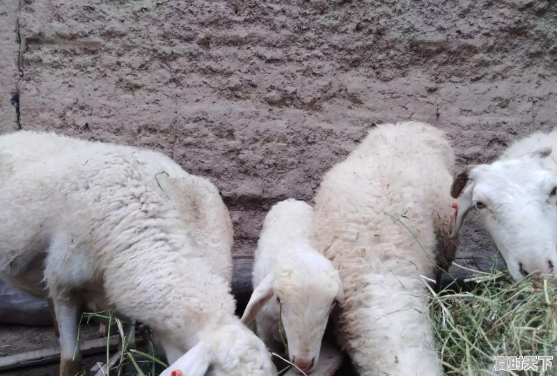 现在寒羊公羊的价格是多少?市场前景怎么样 - 真时天下