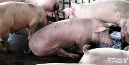 今年春节55一斤的熟牛肉是真牛肉吗 - 真时天下