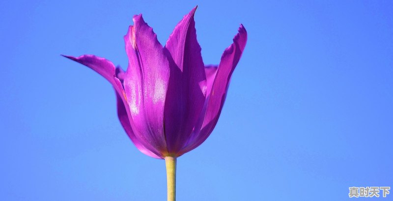 有没有什么特别有文采的句子 - 真时天下