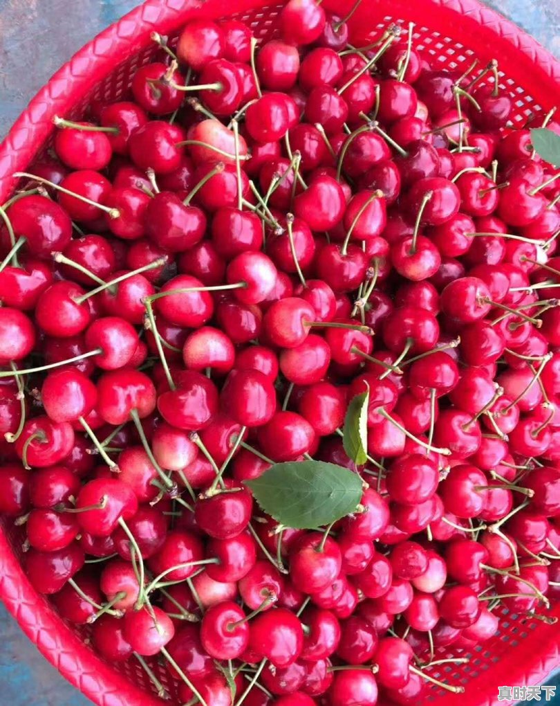 西安今日头条樱桃价格 - 真时天下