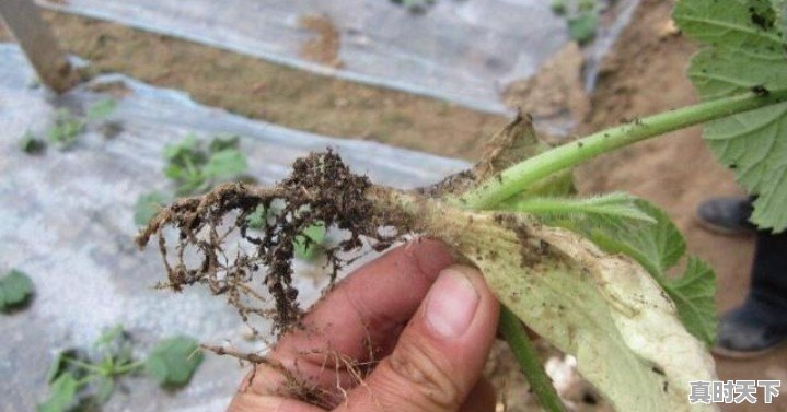 玉米怎么长的快 - 真时天下