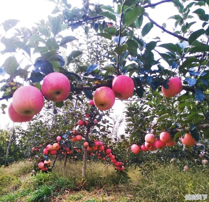 果农朋友们:你觉得今年红富士苹果价位多少才是合理的价格 - 真时天下