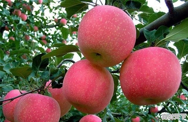 果农朋友们:你觉得今年红富士苹果价位多少才是合理的价格 - 真时天下