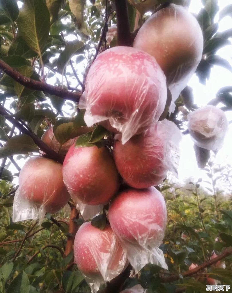 果农朋友们:你觉得今年红富士苹果价位多少才是合理的价格 - 真时天下