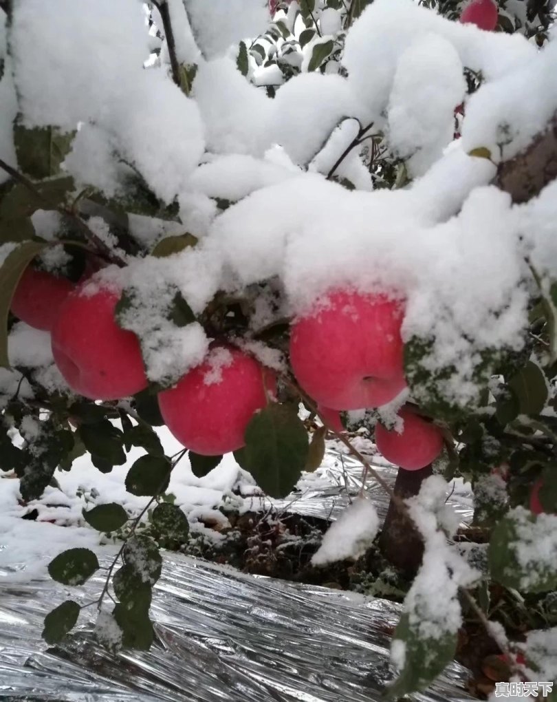 果农朋友们:你觉得今年红富士苹果价位多少才是合理的价格 - 真时天下