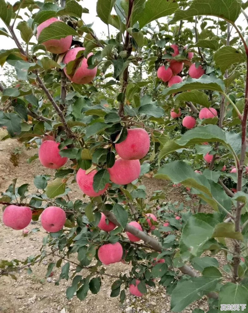 果农朋友们:你觉得今年红富士苹果价位多少才是合理的价格 - 真时天下