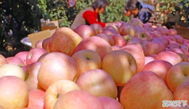 果农朋友们:你觉得今年红富士苹果价位多少才是合理的价格 - 真时天下