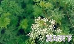 今日重庆独活价格是多少 - 真时天下