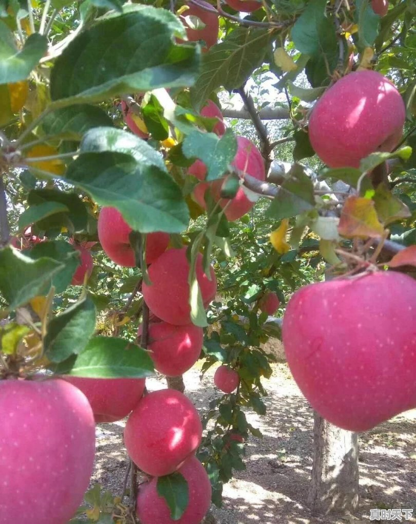 今日甘肃红富士价格走势 - 真时天下