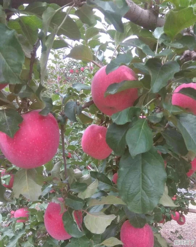 今日甘肃红富士价格走势 - 真时天下