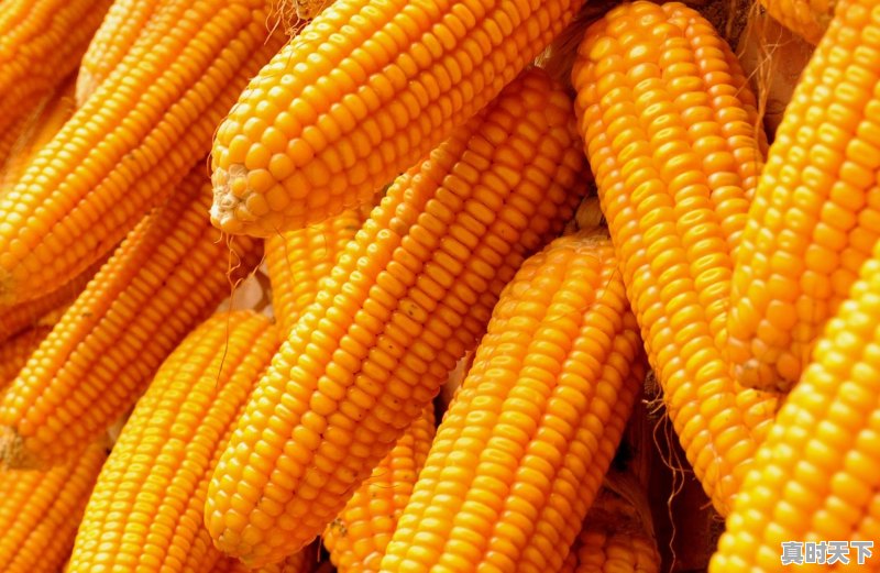 马鞍山盛产玉米吗 - 真时天下