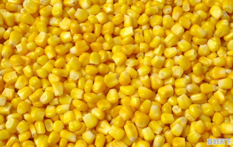 马鞍山盛产玉米吗 - 真时天下