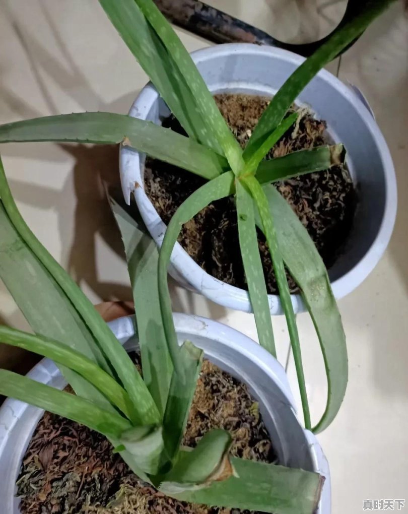 好股拿不住，烂股一大堆，新手炒股该如何运用波段交易操作 - 真时天下