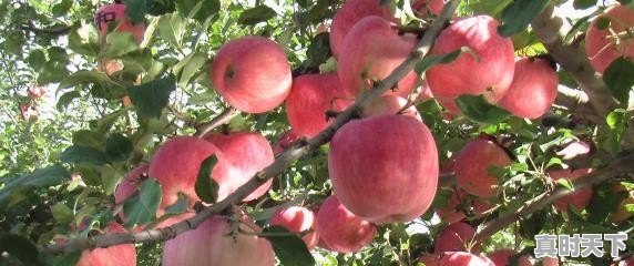 今年的苹果价格猛涨，是什么原因 - 真时天下