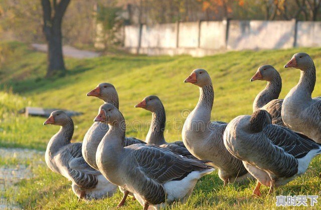 千户苗寨下雪吗 - 真时天下