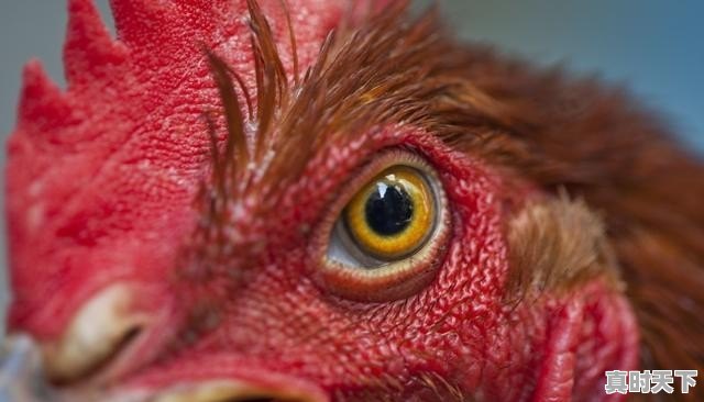 鸡的行情接下来会怎样走 - 真时天下