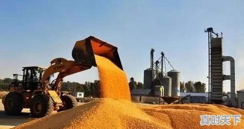 12月份山东玉米价格能否突破1元/斤，东北玉米价格是否会跟上 - 真时天下