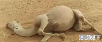 云林仙境门票预订,云林仙境门票价格,去哪 - 真时天下