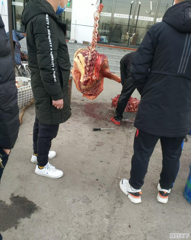 今日生猪价格1月13日走势 - 真时天下