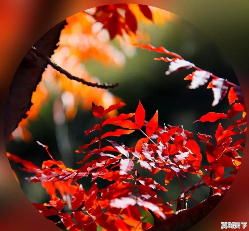 请问现在成都附近哪里看枫叶最合适 - 真时天下