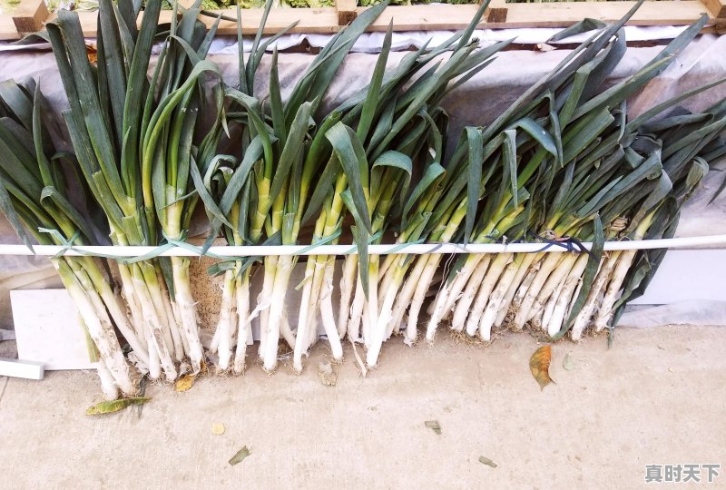 秋收在望，粮价走势如何？粮食供应稳定吗 - 真时天下