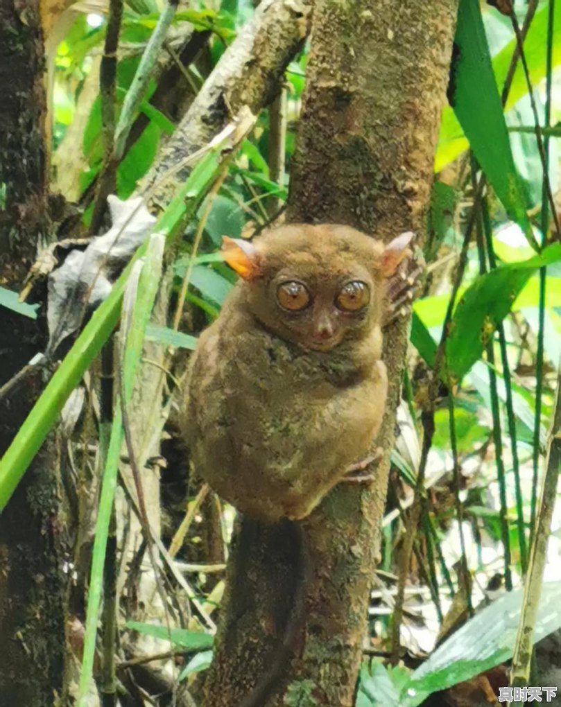 苏梅岛、长滩岛、薄荷岛、热浪岛、一家三人怎么选准备2019年8月10日左右走 - 真时天下