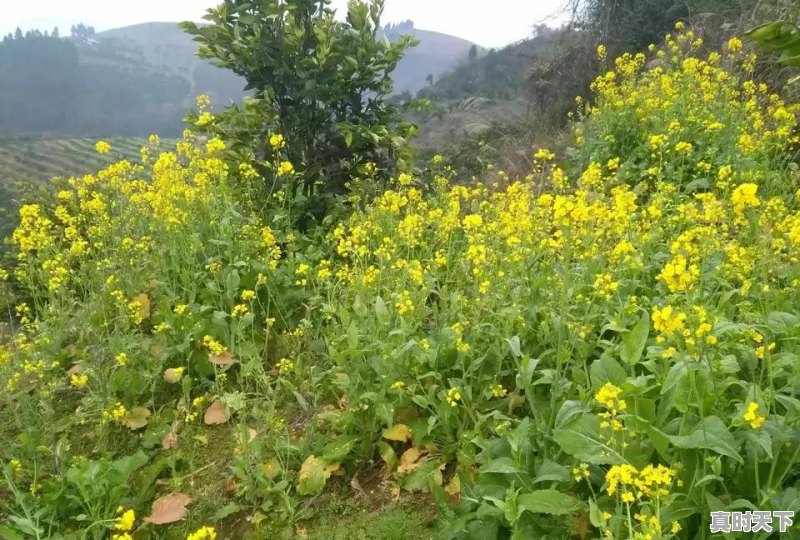 亨氏米粉超金健和盒装有什么区别 - 真时天下