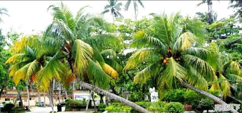 澄江的历史传说 - 真时天下