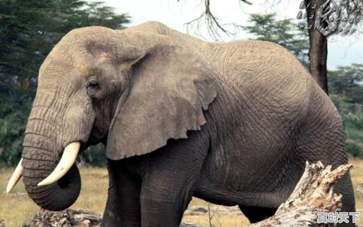 大象的产肉量是猪的10倍,为什么我们不养大象来吃 - 真时天下