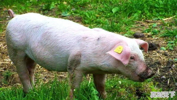 今日12月23日生猪价格表 - 真时天下