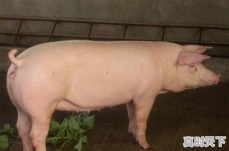 绵阳太湖母猪价格今日猪价查询 - 真时天下