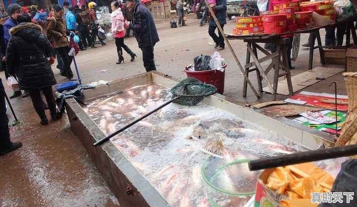 在农村大集上买的鱼有柴油味，这是为什么？有柴油味的鱼还能吃吗 - 真时天下