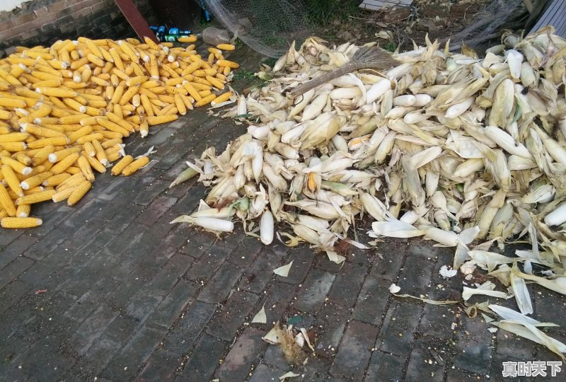 小麦一斤5毛多是哪一年 - 真时天下