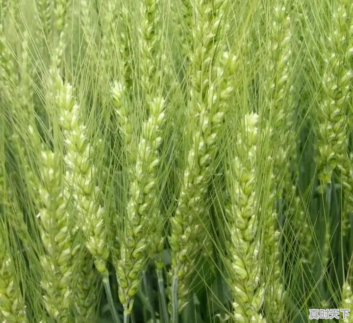 欧洲小麦起源 - 真时天下